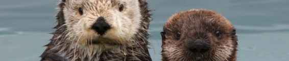 Incoming Otter Updates