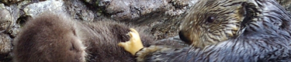 More Otter Updates