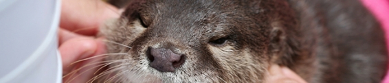 Some Otter Updates