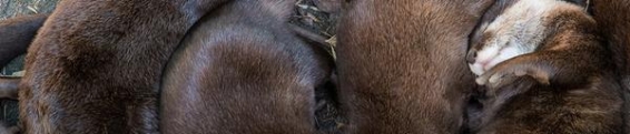 Otter Updates!