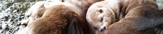 Otter Updates