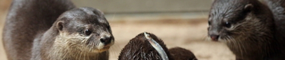 Otter Example: Input