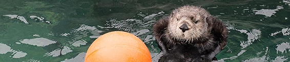 Otter Example: Spritemap Animations