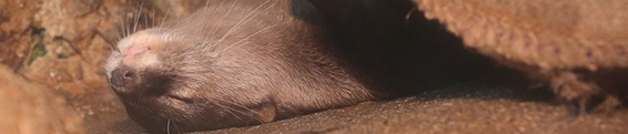 Otter Example: Sound and Music