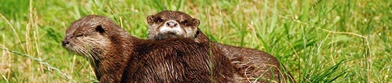 Otter Updates