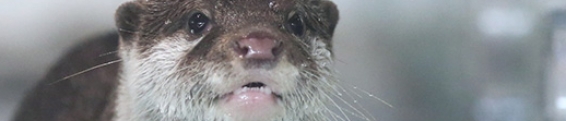 Otter Updates!
