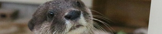 Otter Updates